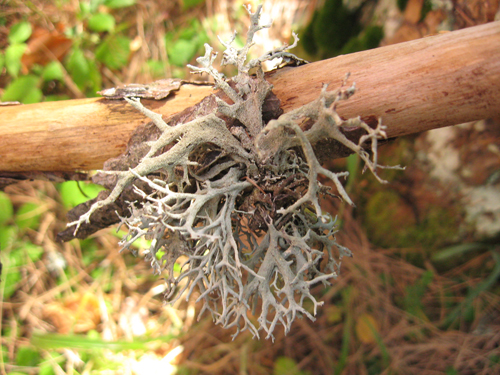 prima escursione lichenologica......determinazione!!!